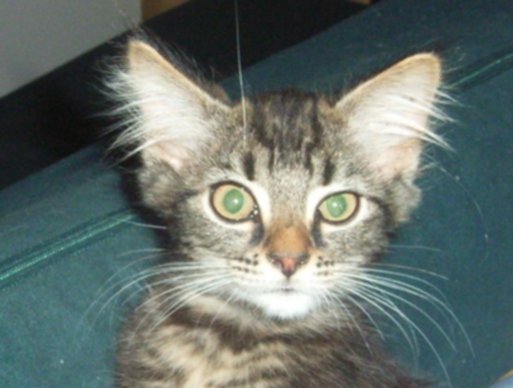 Maxx_Chee's tweet image. After 18 years together and fighting so hard for the last 5 weeks of illness Wijit let me know she was tired and done fighting on Monday.
I'm at peace with making the call but after spending over half my life with her she's left a massive hole in my life.