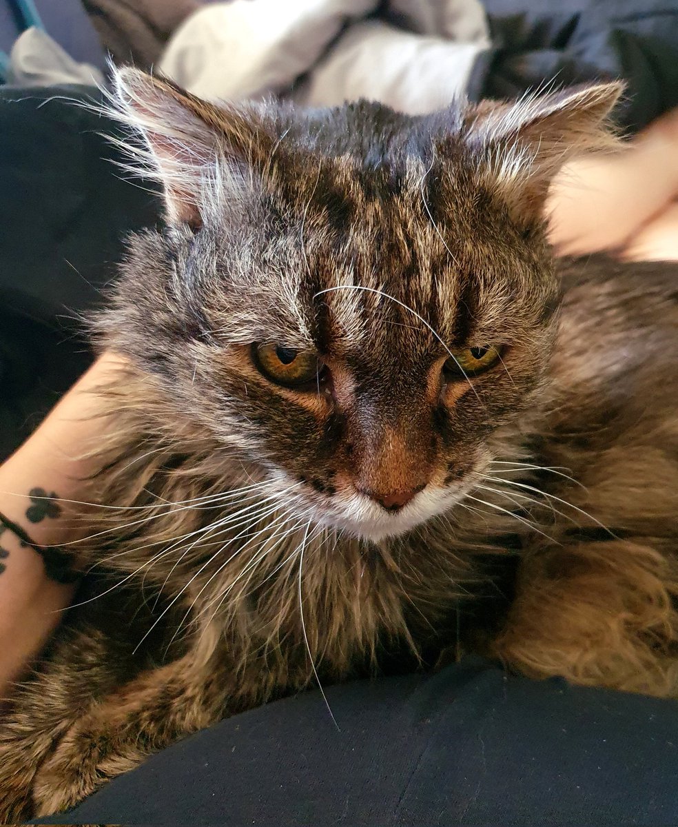 Maxx_Chee's tweet image. After 18 years together and fighting so hard for the last 5 weeks of illness Wijit let me know she was tired and done fighting on Monday.
I'm at peace with making the call but after spending over half my life with her she's left a massive hole in my life.