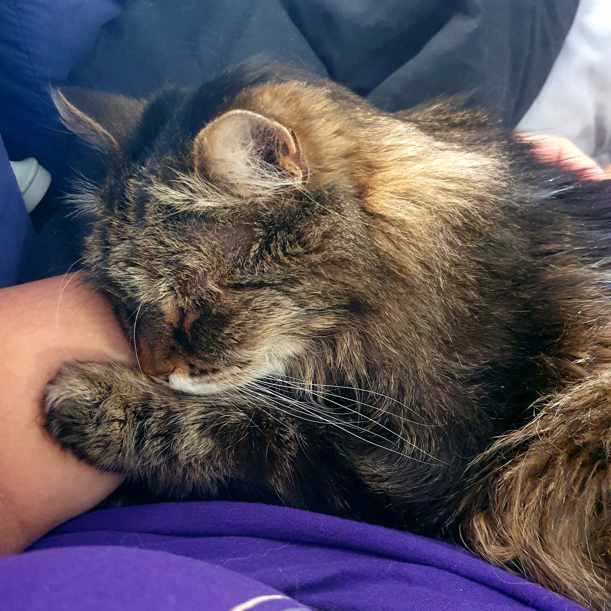 Maxx_Chee's tweet image. After 18 years together and fighting so hard for the last 5 weeks of illness Wijit let me know she was tired and done fighting on Monday.
I'm at peace with making the call but after spending over half my life with her she's left a massive hole in my life.