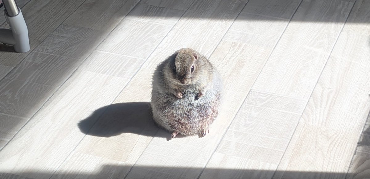 南蛮様♥専用ページ バーチャル塩漬南蛮虫 (@co2k78_nige) / Posts / X