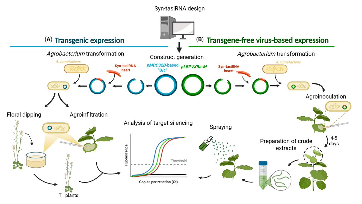 bioprotocolbyte's tweet image. Effective Gene Silencing in Plants by Synthetic Trans-Acting siRNAs Derived From Minimal Precursors:bio-protocol.org/en/bpdetail?id…
Work by Adriana E. Cisneros et al. at Instituto de Biología Molecular y Celular de Plantas.
#LifeSciences #Reproducibility #MolecularBiology