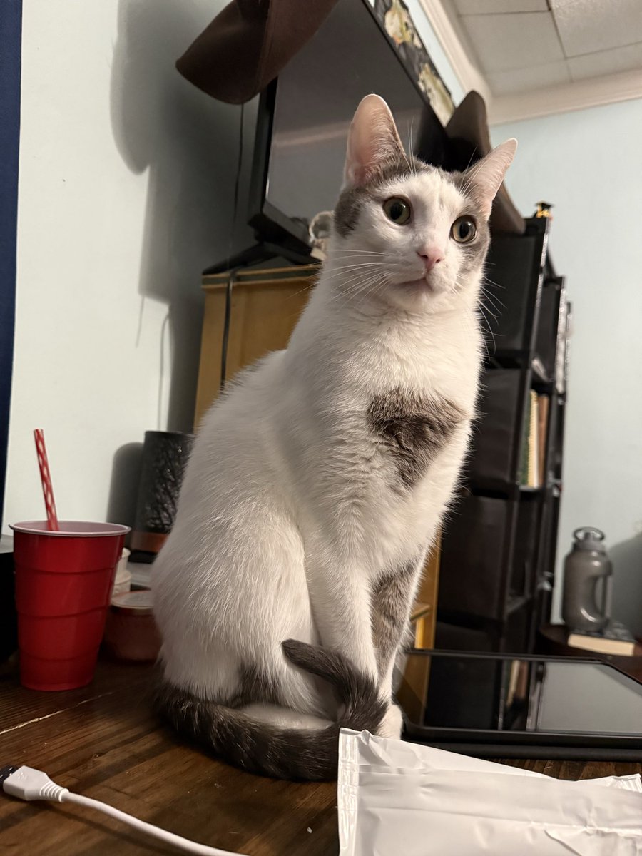 soapybeez's tweet photo. @xdinaryaoi I’m always happy to see your posts on my tl!! Have a pic of my weird cat https://t.co/GWN2QKjepd