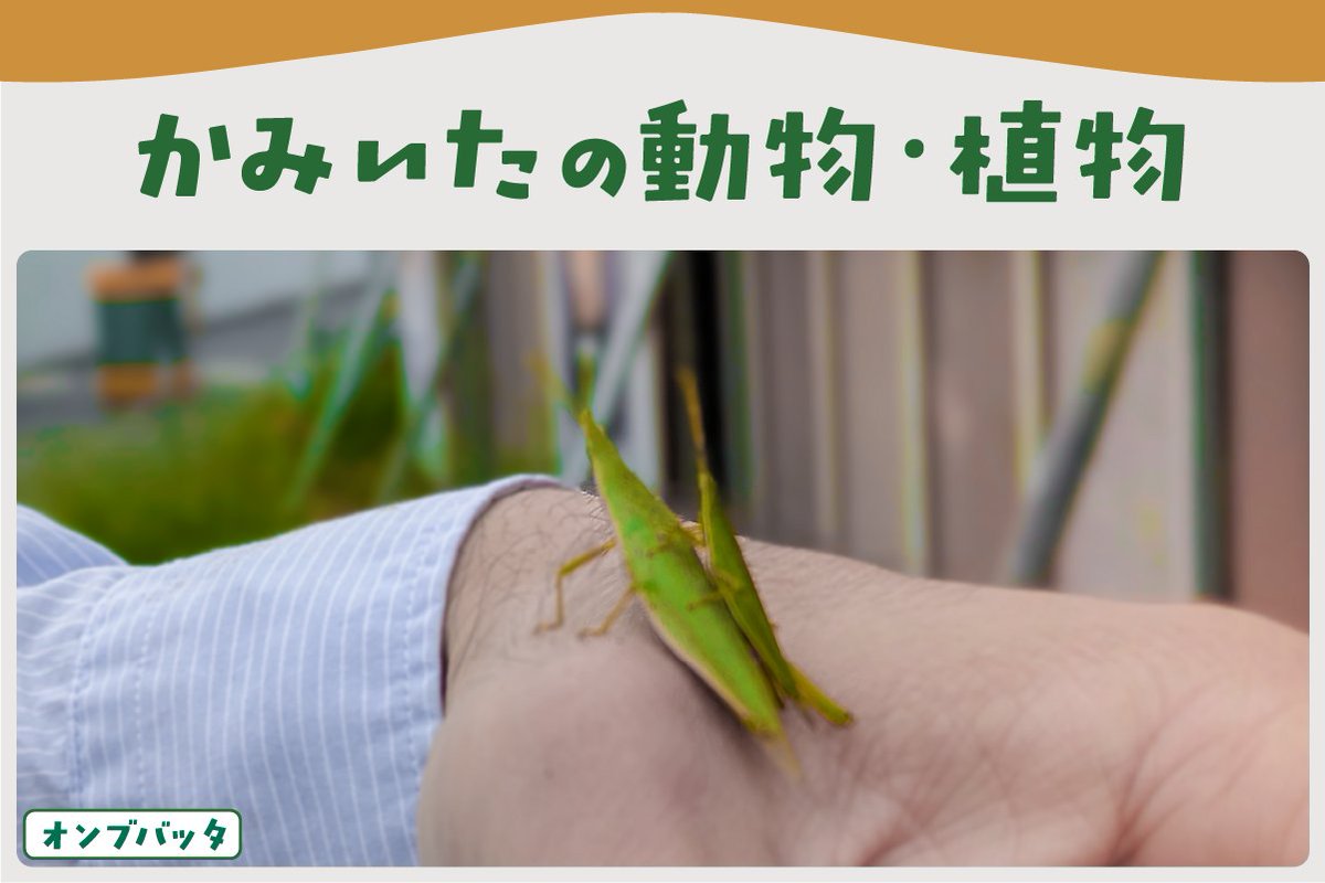 OttOdesign_2016's tweet photo. 🐛オンブバッタ
ショウリョウバッタに似ていますがより小型です。オスはメスの背中に乗って暮らすことが多く、その姿から名前がつきました。 https://t.co/qm96jgrXK8