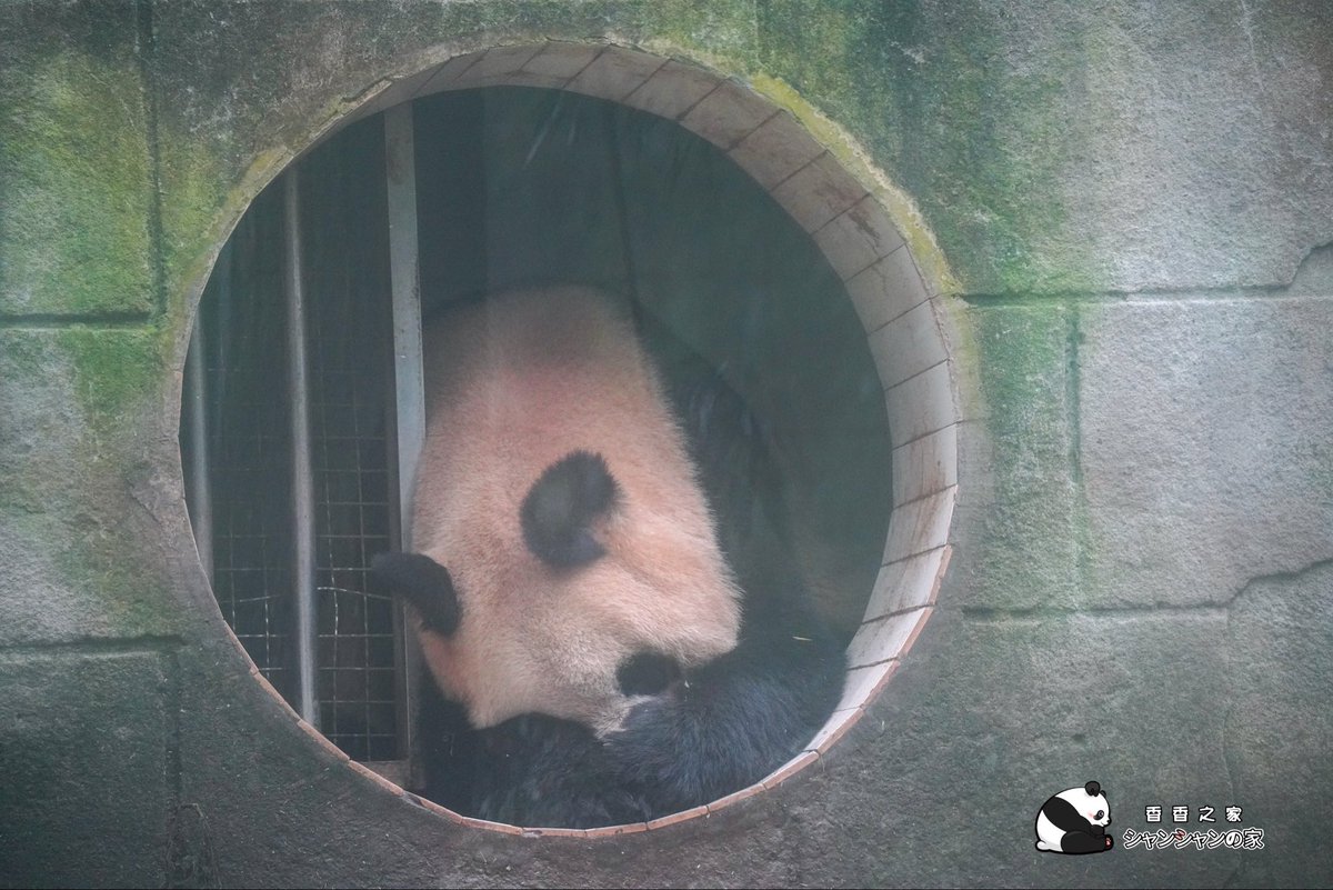 まだまだ眠たいパンダの仙女さま～