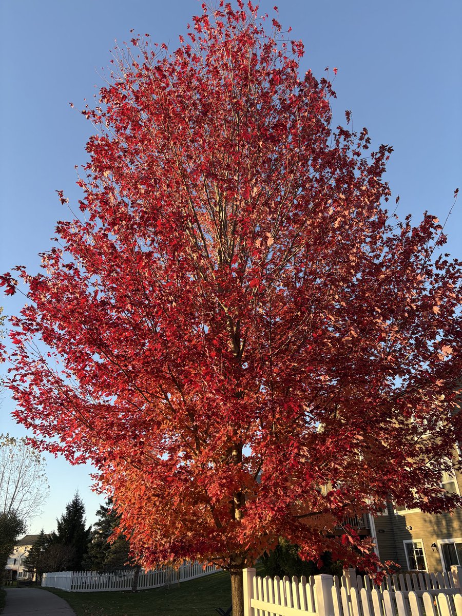 kle052789's tweet image. I love fall. #puremichigan #fallcolors #optoutside