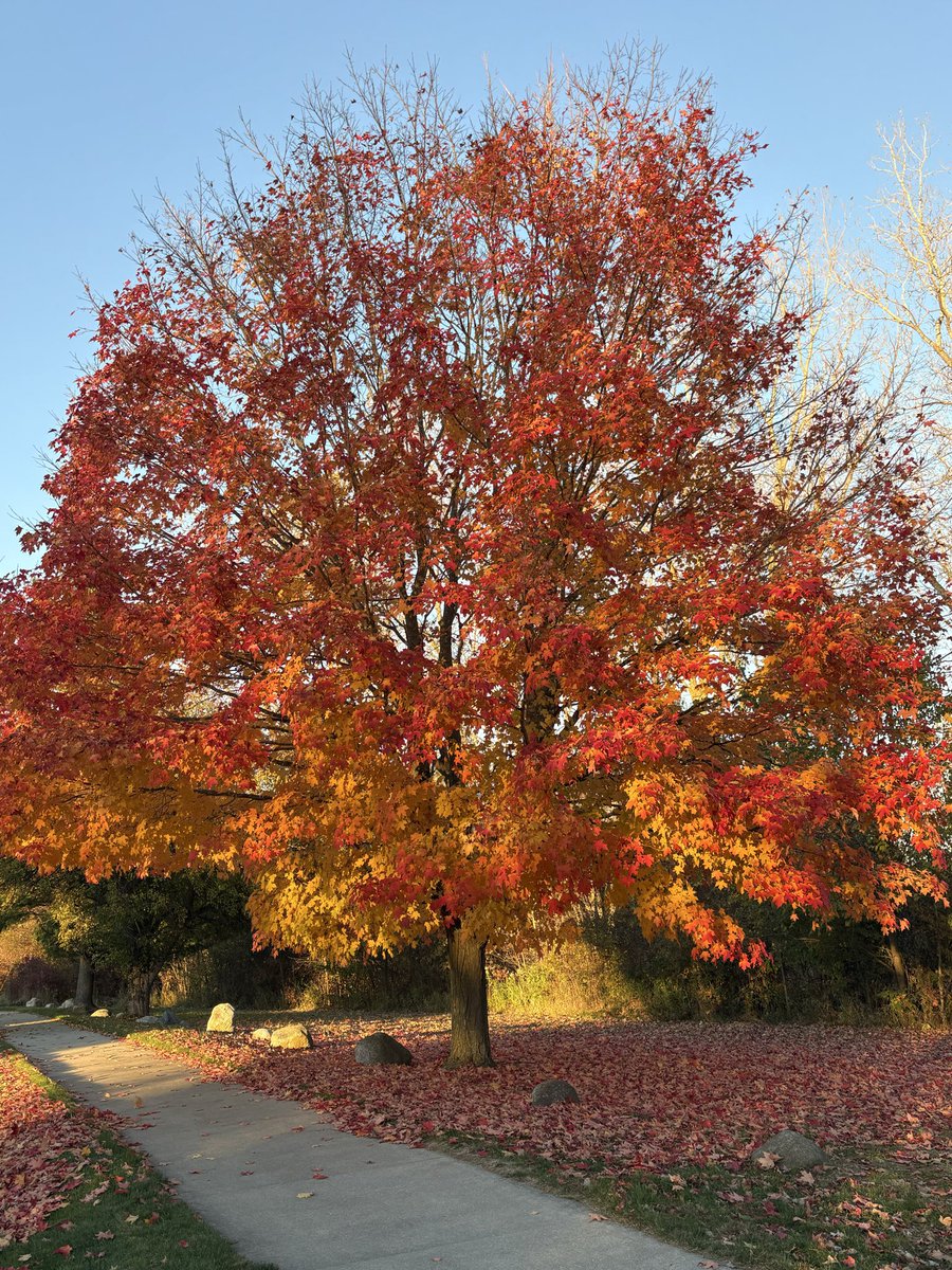 kle052789's tweet image. I love fall. #puremichigan #fallcolors #optoutside