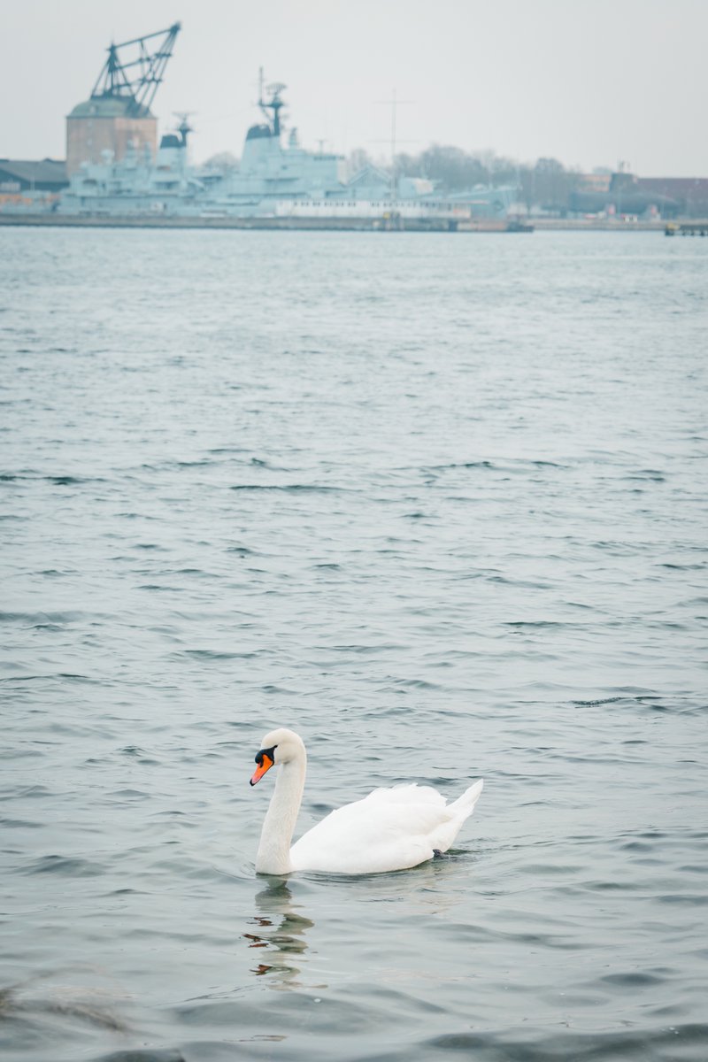 _atsukodesu's tweet photo. 🦢 https://t.co/sbsO6Dbrxb