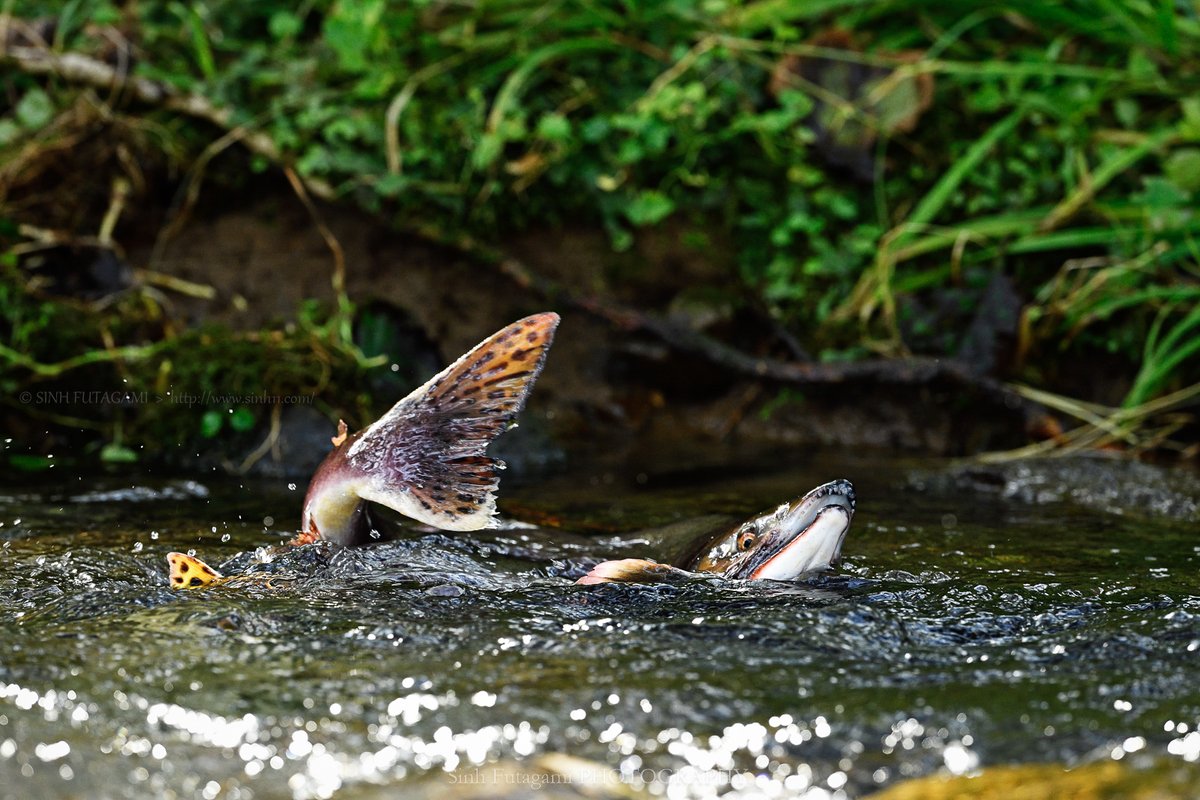 森の住人 X（旧Twitter）で話題のおもしろ画像や動画 - Yahoo