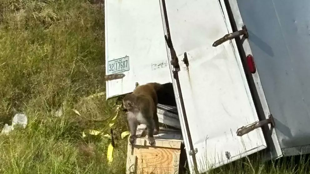 AztecaNoticias's tweet image. Un #camión con #monos infectados volcó en #Mississippi. La mayoría fue contenida, pero un primate sigue suelto, mientras autoridades mantienen la alerta.

bit.ly/47f7FU8