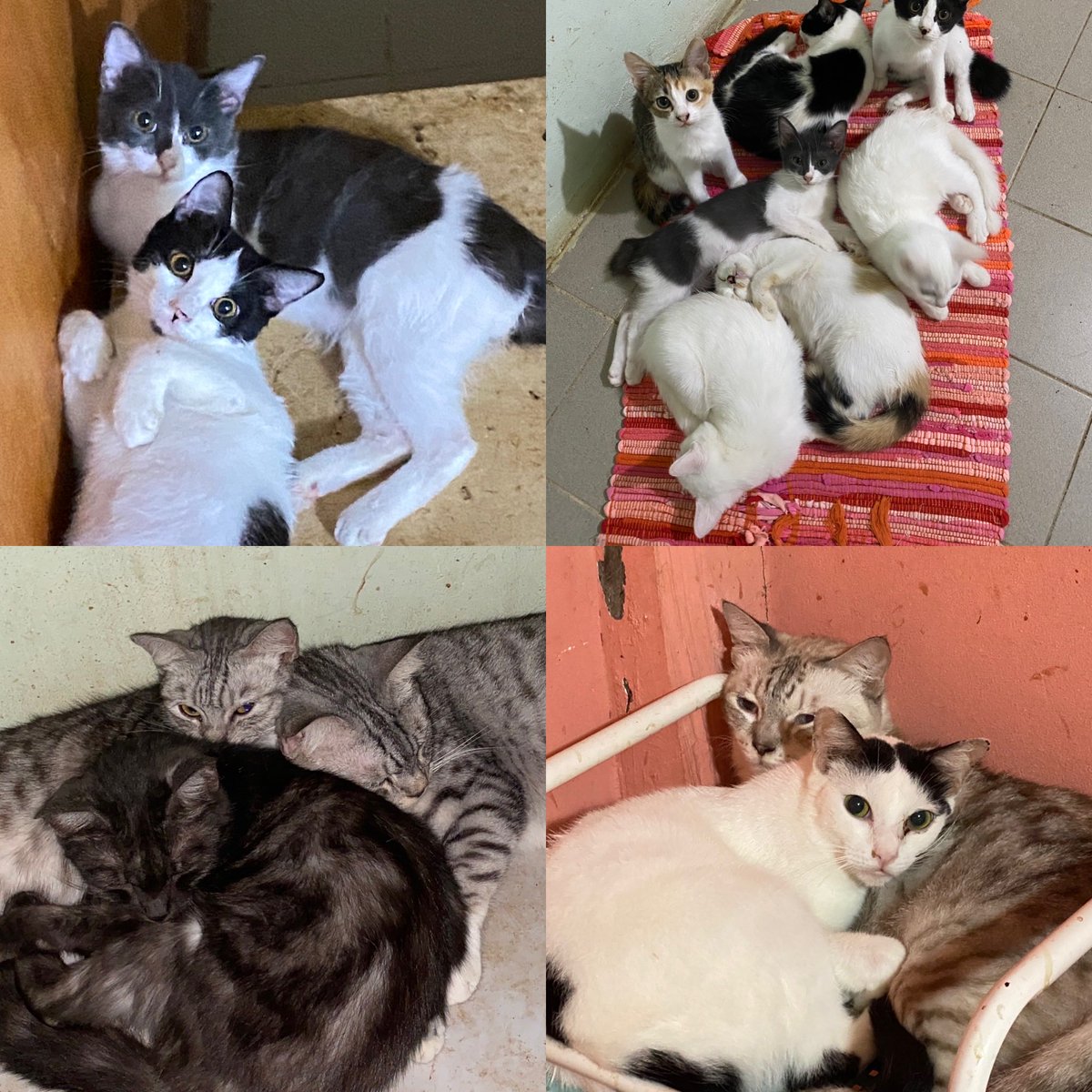 lowongcat's tweet photo. Dgn rendah diri, sy ingin mohon sedikit sumbangan seikhlasnya utk keperluan kesayangan di bwh jagaan sy - 25 kucing (sendiri), 2 kucing stray &amp; 1 anjing stray.

Anggaran spt berikut:
Kibbles: 3 karung x RM85-90/karung
Pasir: 16 pek x RM9/pek
Air minum: 4 karton x RM8/karton https://t.co/3zMgMItSiK