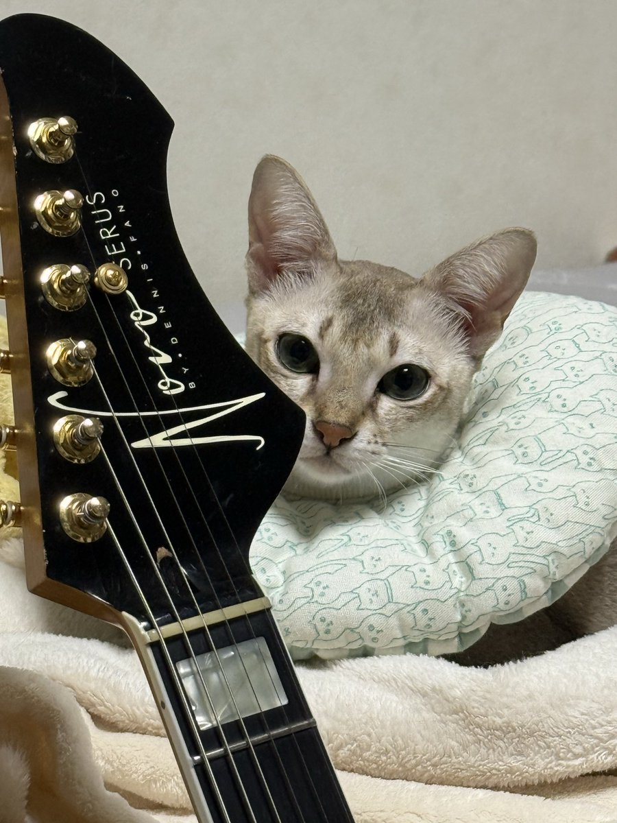TJiro4649's tweet photo. やぱ、Novoギターにゃ〜😻 https://t.co/CdOnJXp2MW