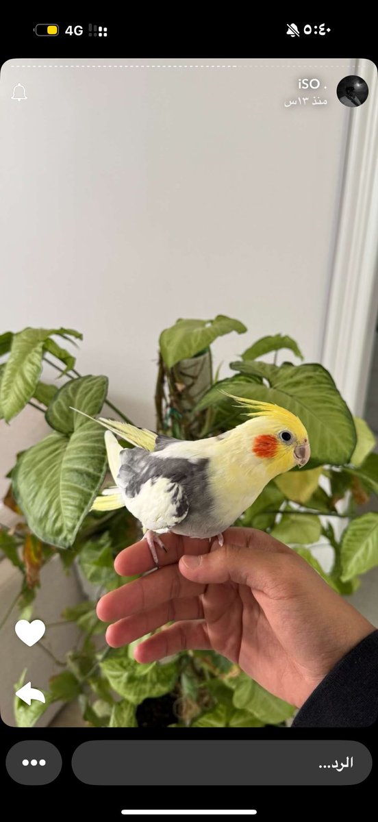 GhadaAlshehri. tweet media