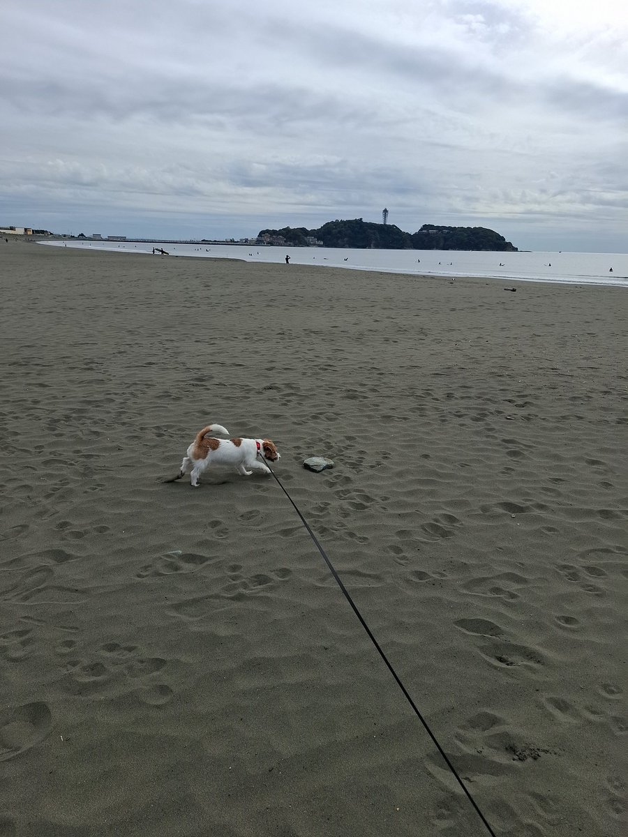 dachs19's tweet photo. 海なう https://t.co/i0Wp66wSI4
