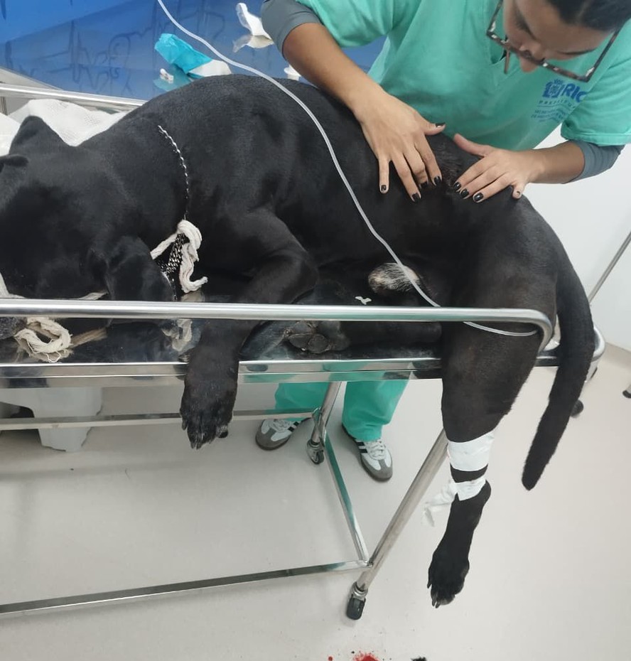 reporterenato's tweet image. Cachorro de 7 anos de idade é baleado em comunidade vizinha ao Complexo do Alemão, no Rio, durante operação policial que resultou em 64 mortos. O cão estava no terraço de uma casa e foi socorrido ao hospital veterinário municipal São Francisco de Assis, em Irajá. Ele passou por…