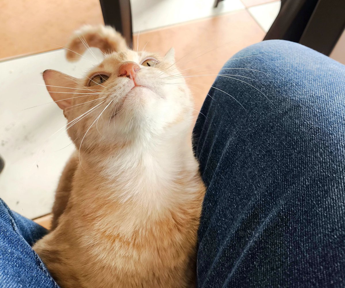 miguelLGP's tweet photo. Don Gato✨
#Gatos https://t.co/YVfs6nirzv