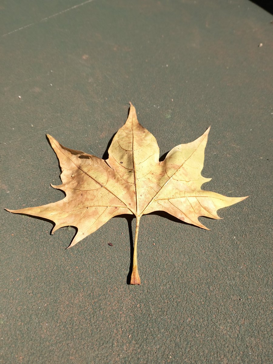 Nemanja Torbica ®️ (@nemanja_torbica) on Twitter photo 