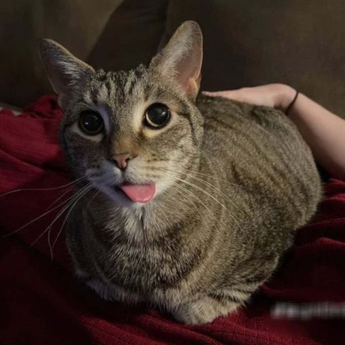 0xRootUser's tweet image. #تصویرنمایه‌جدید