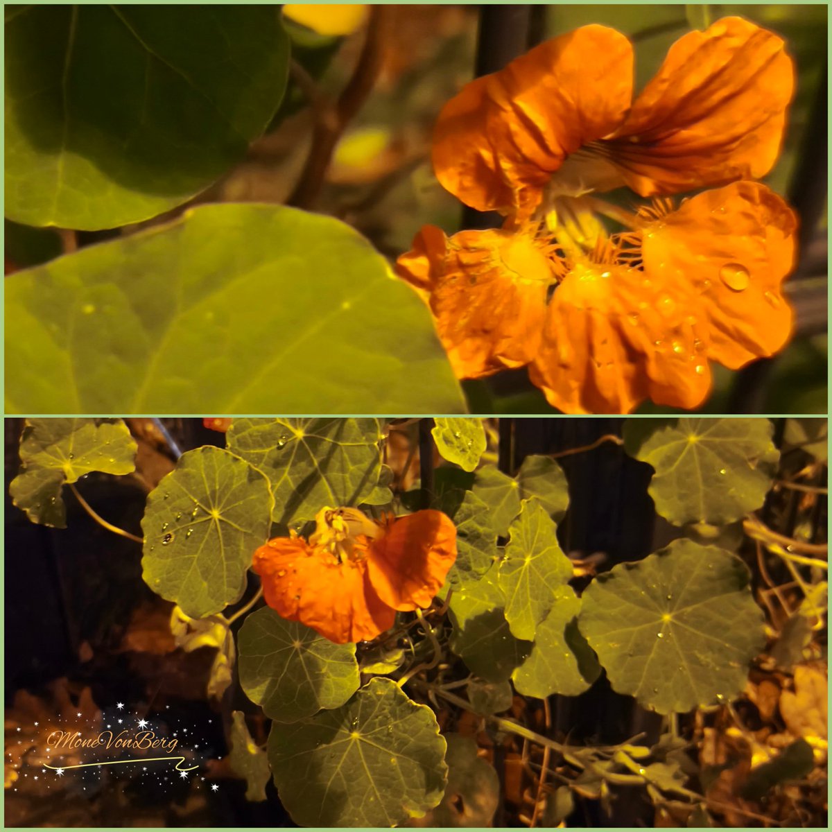 Guten Morgen ☕🥯🍊🍋‍🟩 ihr Lieben 🫶

Die beiden Blümchen zieren meinen Weg zur und von der Arbeit. Wir treffen uns nur im dunklen aber sie sind wunderschön 🍀🧡💛