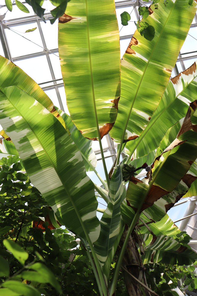 11アエアエバナナ　斑入りバナナ 大温室の「斑入りバナナ」の実がなっています。 現在