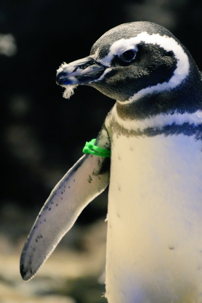 ❌水族館好き(❁ᴗ͈ˬᴗ͈)水族館の生き物 ❌水族館好き(❁ᴗ͈ˬᴗ͈)水族館の生き物