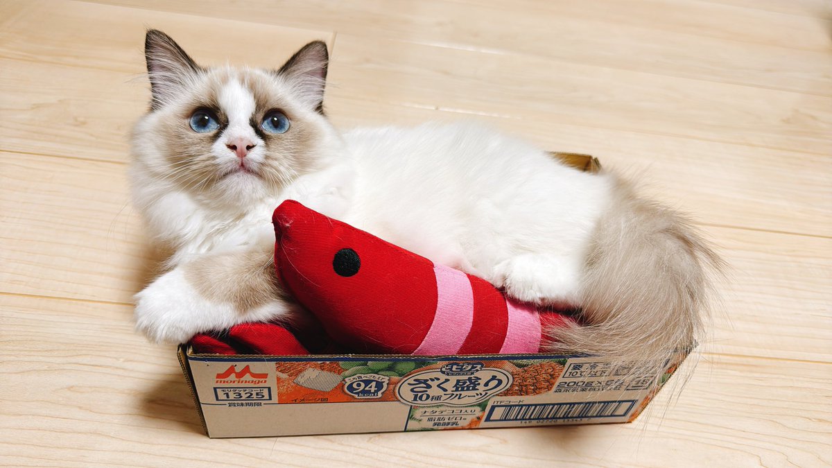 ⑦⑦【PSA10】ピンクの猫 ⑦⑦【PSA10】ピンクの猫 ⑦⑦【PSA10】ピンクの猫 Valentine's