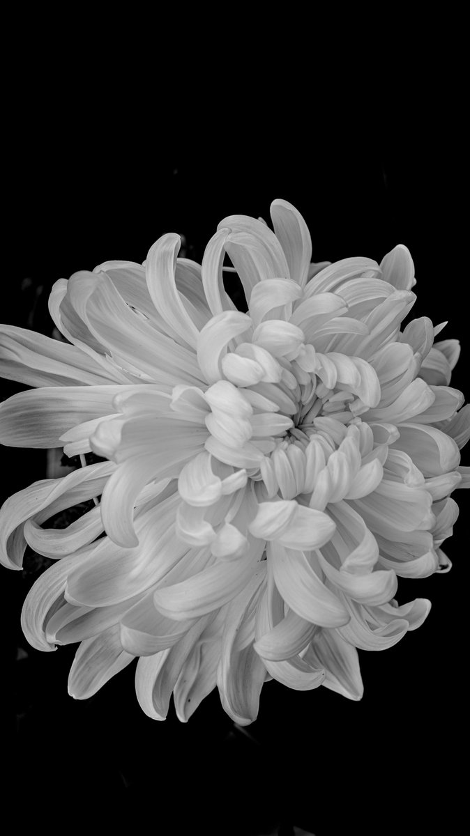 buraburabose's tweet image. 「一輪の記憶」

📍武生菊人形

#RG4 #Ricoh #gallery_no8