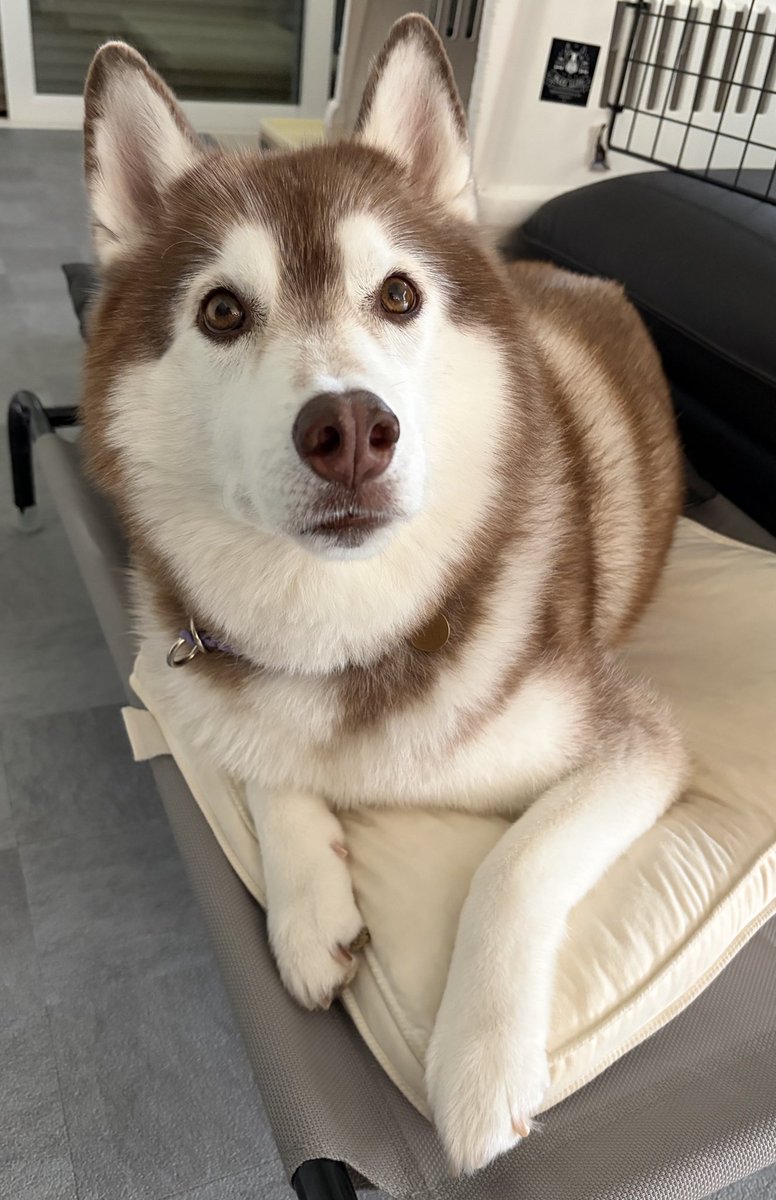 EMMA_1216_'s tweet photo. iPhoneXRから17に変えました！
画質が良くなって、エマちゃんのビジュが爆発してる💥🐺💗💗💗 https://t.co/dvC72O2ixn