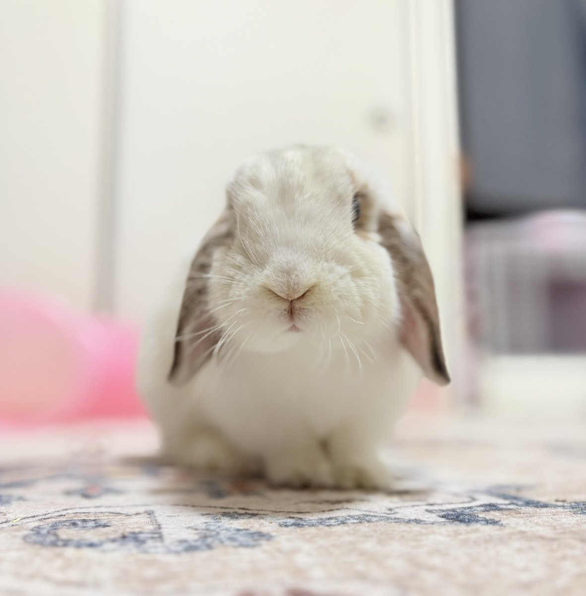 わたがしうさぎのめるち on X