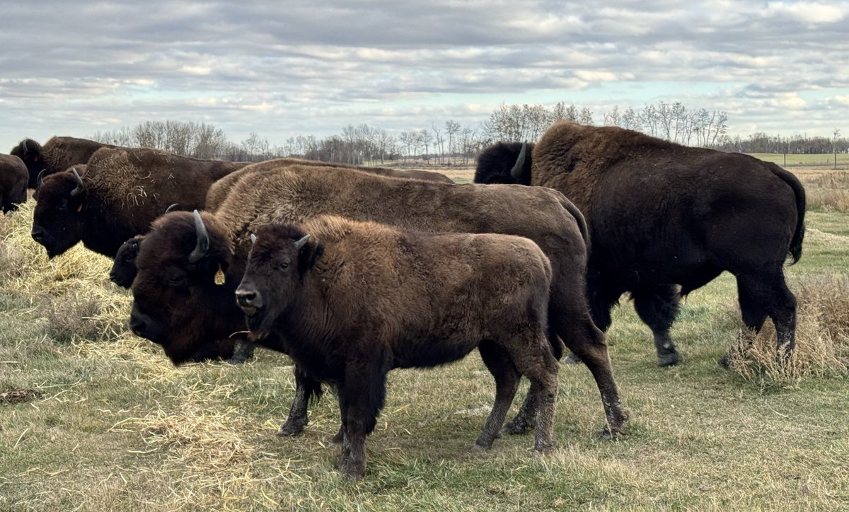 This cow is doing a great job of raising her heifer calf. 
I’m really impressed with the frame and build on all of our calves this fall.
