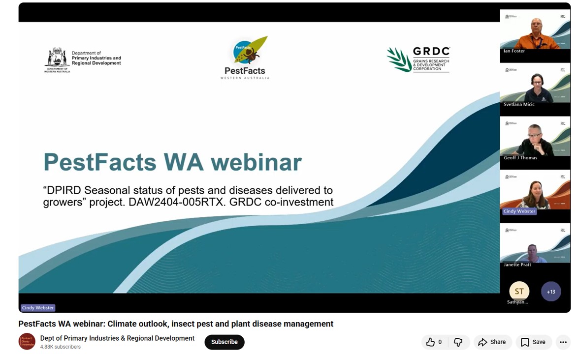 Couldn’t make it to the recent #PestFactsWA webinar? The recording is now available!🎬Hear from DPIRD experts on: WA’s seasonal climate outlook, invertebrate &amp; plant disease threats and tips to prep for next season.
📹youtube.com/watch?v=CTuyMA… 
📄PPT slides: dpird.wa.gov.au/online-tools/p…