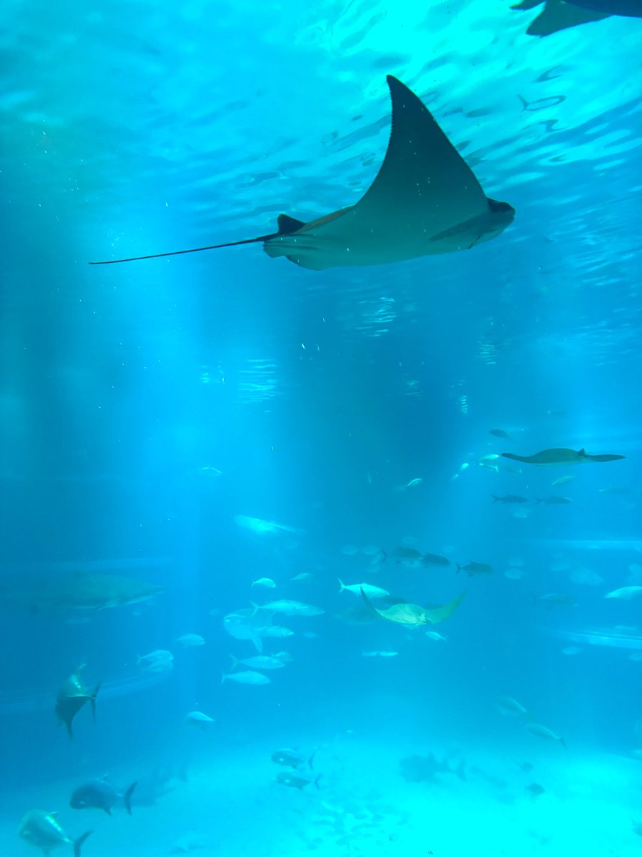 水族館って癒されますよね🫧
色んなところ行ってみたいので全国どこでもオススメ水族館教えて下さい🐠
シーパラはもちろんだろうけど...
（まだ行った事ないのでシーパラの魅力とかもあれば）
