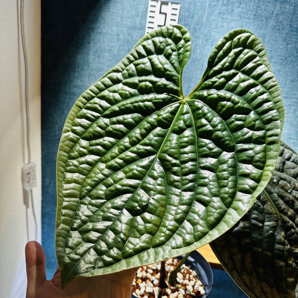 Masaya (@masaya_zxrs) / Posts / X