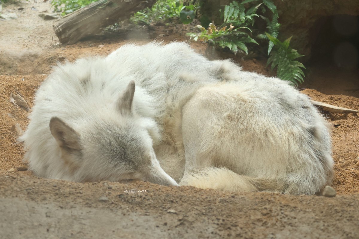 Cheng-Ren🦊🐺 on X