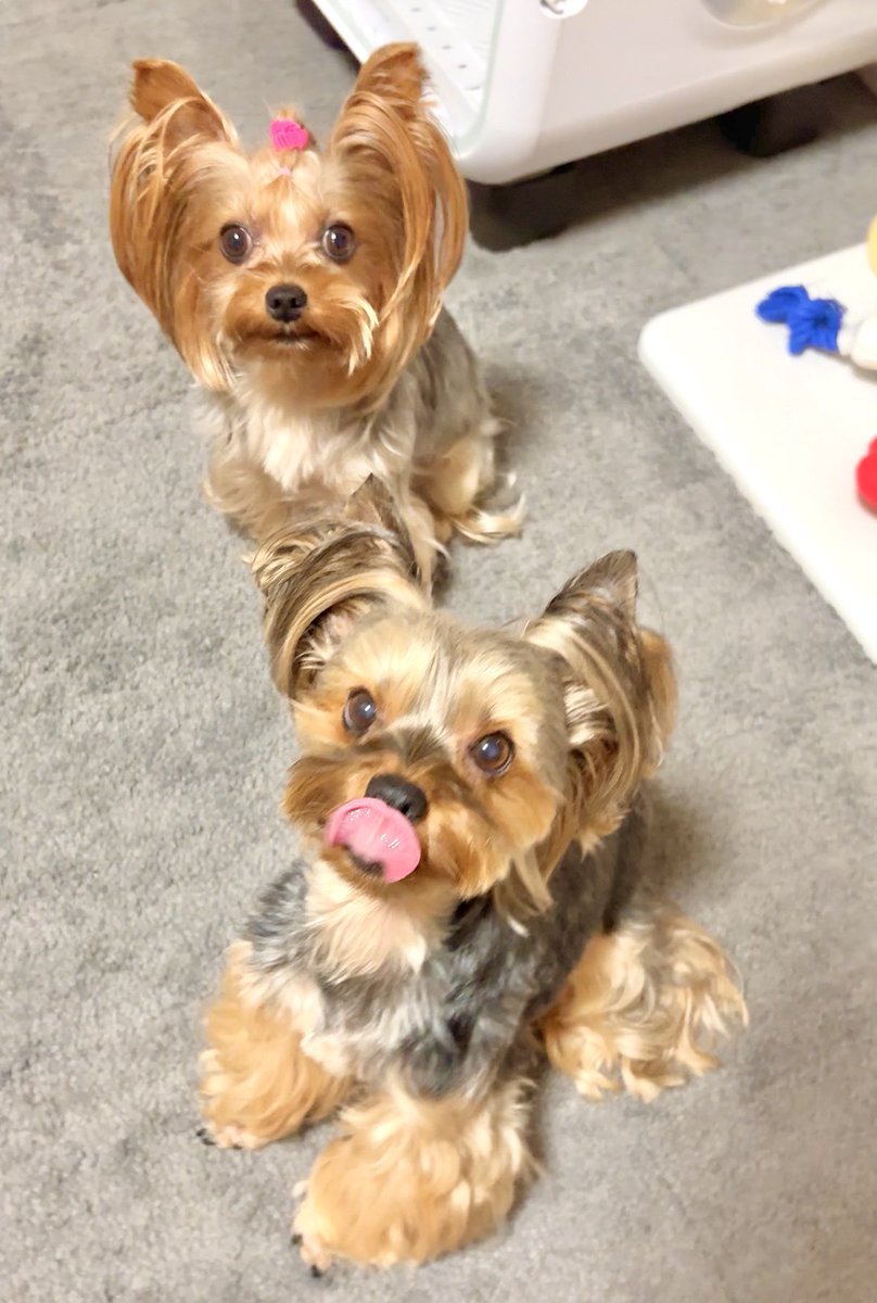 Lively＆Lovely　ライブリー＆ラブリー　ヨークシャーテリア Lively＆Lovely ライブリー＆ラブリー ヨークシャーテリア