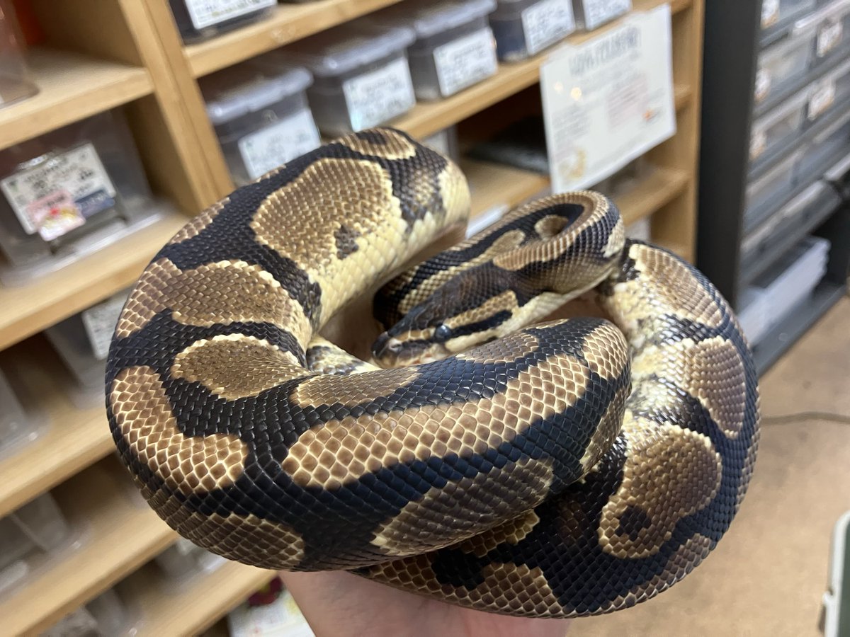 Kennyワイルドファミリー店 on X