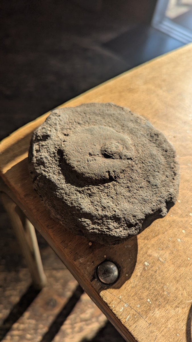 石のうえの静物 スカフォトリゴニア002｜恐竜・化石グッズの専門店 ふぉっしる