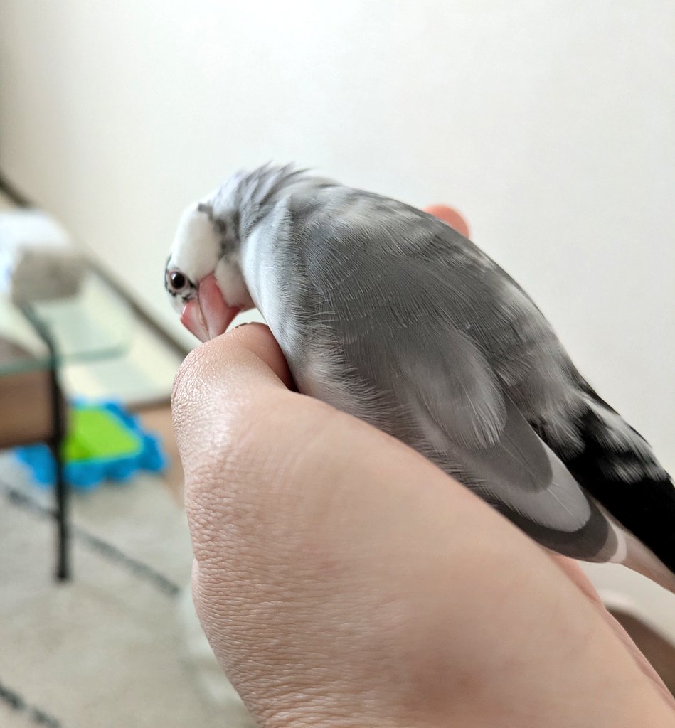 Q41910519's tweet photo. なんか今日重い…
って思ってたらやっぱり🥚産んだ😭 https://t.co/2cZx7r6vzz