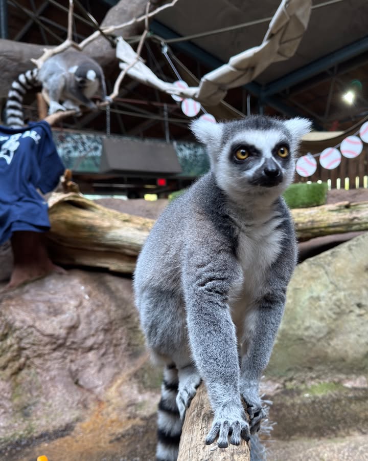 TheTorontoZoo's tweet photo. They did it again 💙⚾
With leaps, bounds & wild focus, the @BlueJays snag another win! Our ring-tailed lemurs are jumping for joy 🐾🎉
Show your team spirit — use code BlueJays2025 for 10% off admission at https://t.co/TcXmA6Cu4Y (til Nov 7)!
#LightUpLetsGo #WANTITALL https://t.co/D01RJFjwmr