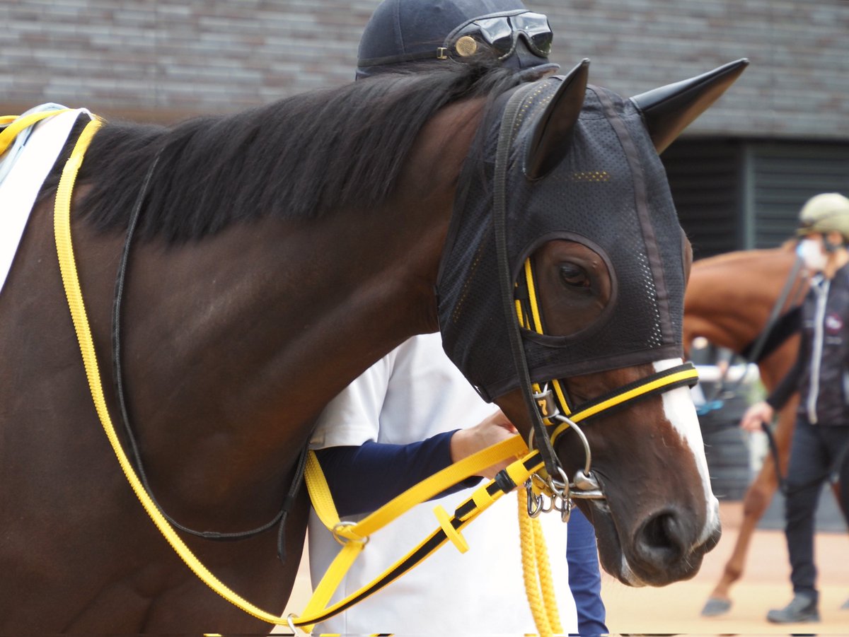 馬くんさん専用　　　写真18.19.20 3点セット et-coquine on X