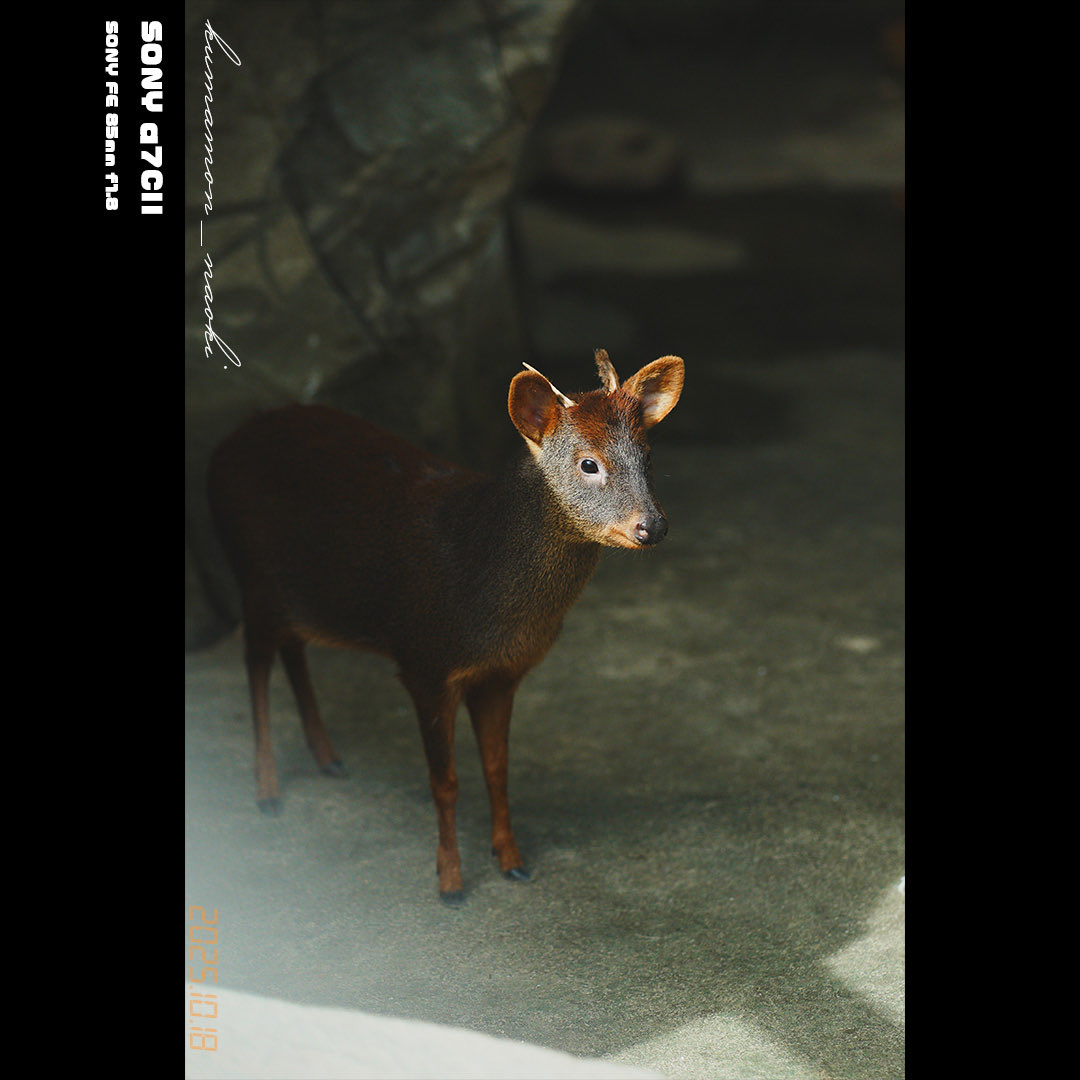 𝓴𝓾𝓶𝓪𝓶𝓸𝓷_𝓷𝓪𝓸𝓴𝓲 on X