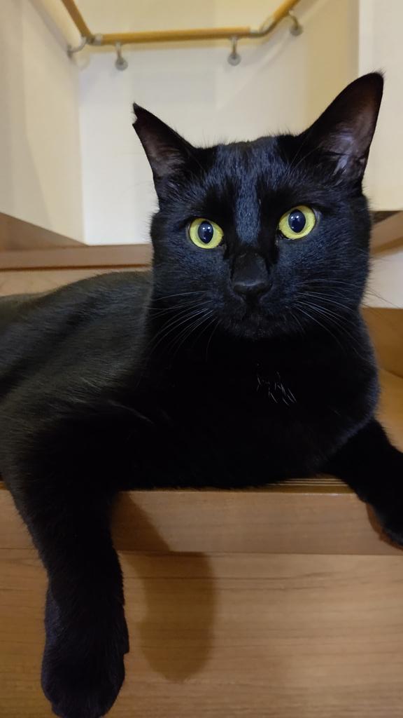 くろねこ AKR｜7巻でたよ on X