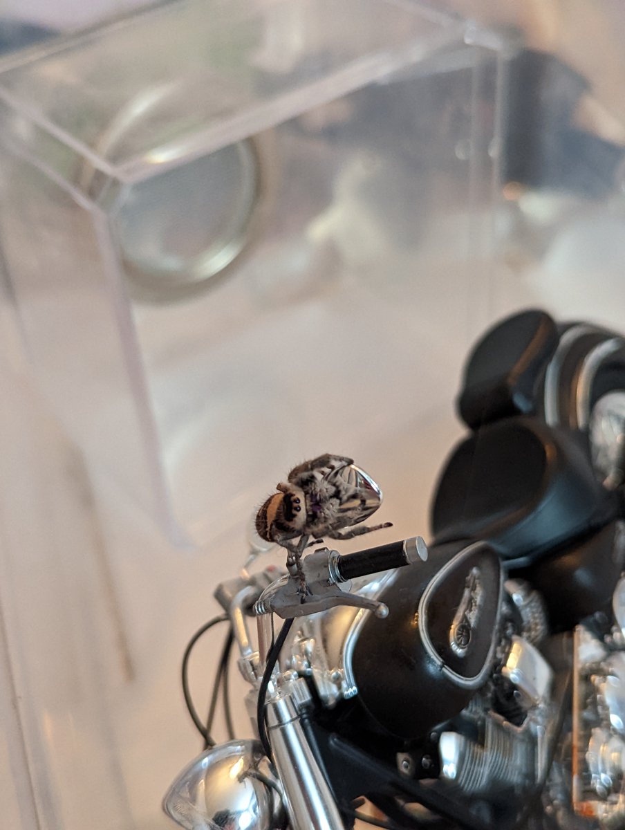 /⁠╲⁠/⁠\⁠╭⁠(⁠•⁠‿⁠•⁠)⁠╮⁠/⁠\⁠╱⁠\ tweet media