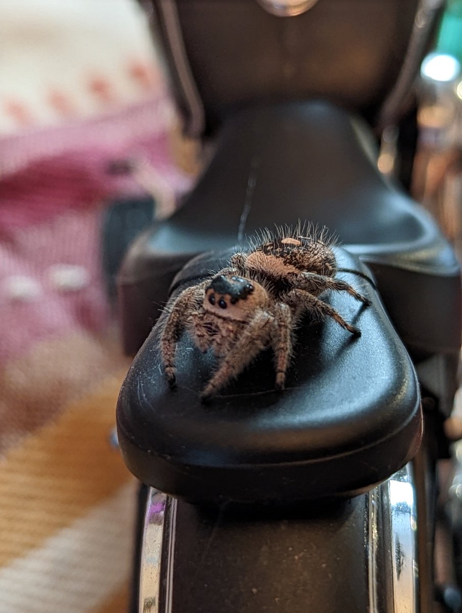 /⁠╲⁠/⁠\⁠╭⁠(⁠•⁠‿⁠•⁠)⁠╮⁠/⁠\⁠╱⁠\ tweet media