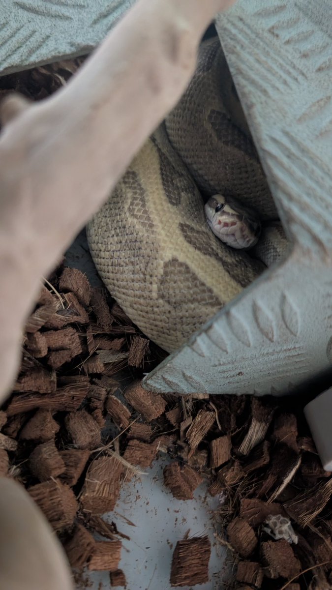 mike206412's tweet image. おはよさん🐍💭
 #ボールパイソン  #爬虫類好きさんと繋がりたい  #ballpython