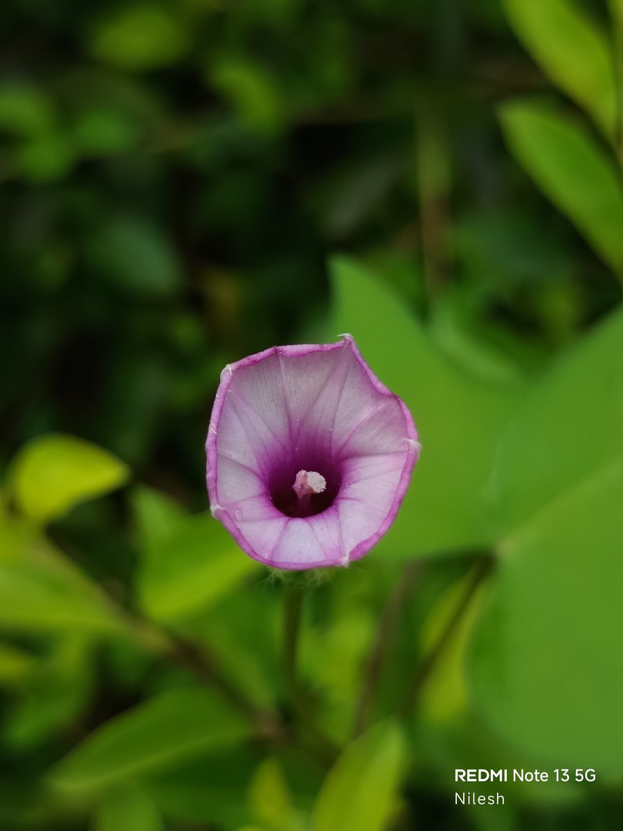 niileshraichura's tweet image. Absolutely no filter, no edits, no AI..
Good morning 🌻