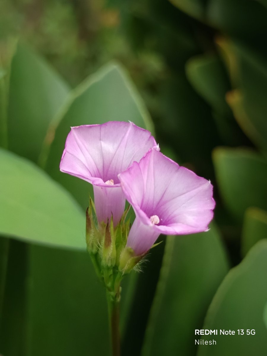 niileshraichura's tweet image. Absolutely no filter, no edits, no AI..
Good morning 🌻