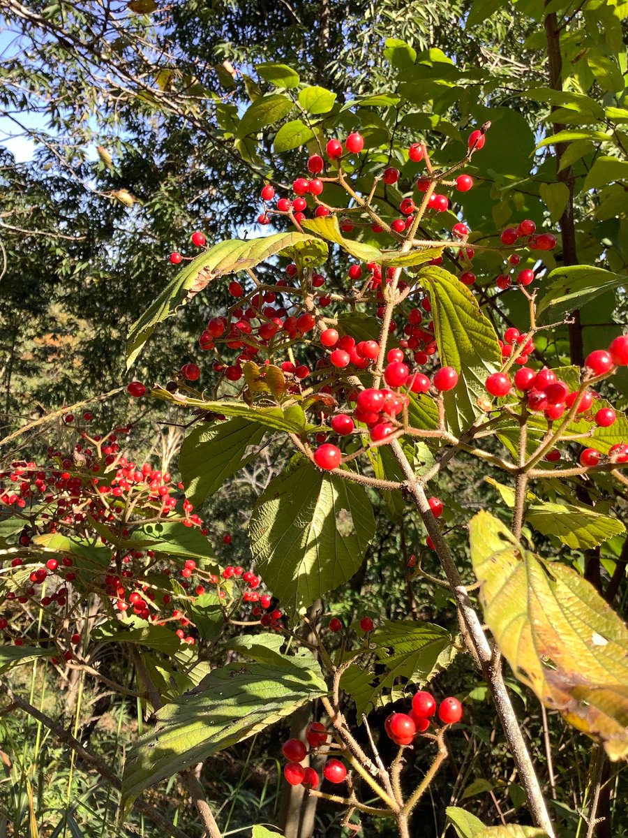 専用です(´◡` )♩ MSGM】 【【NEW】「TheMwave」モノグラムパッチ スウェット