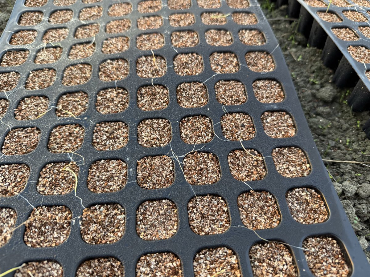 苗ページです！ himari/素人家庭菜園 on X