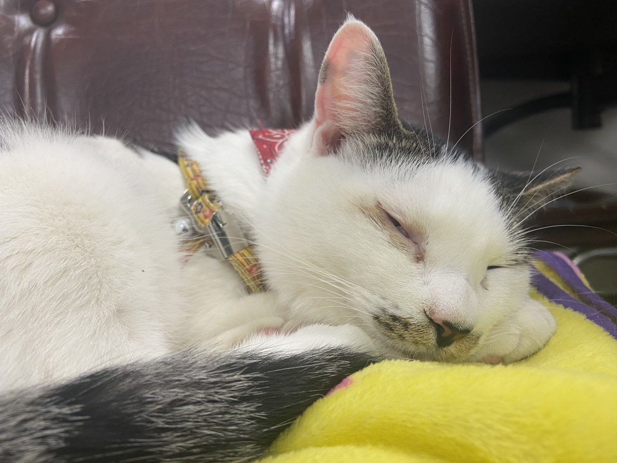 #ねこむかしばなし 

本日20時から配信の第3話は佐久間大介さんのゲスト声優回です！
ぜひご覧ください🐱