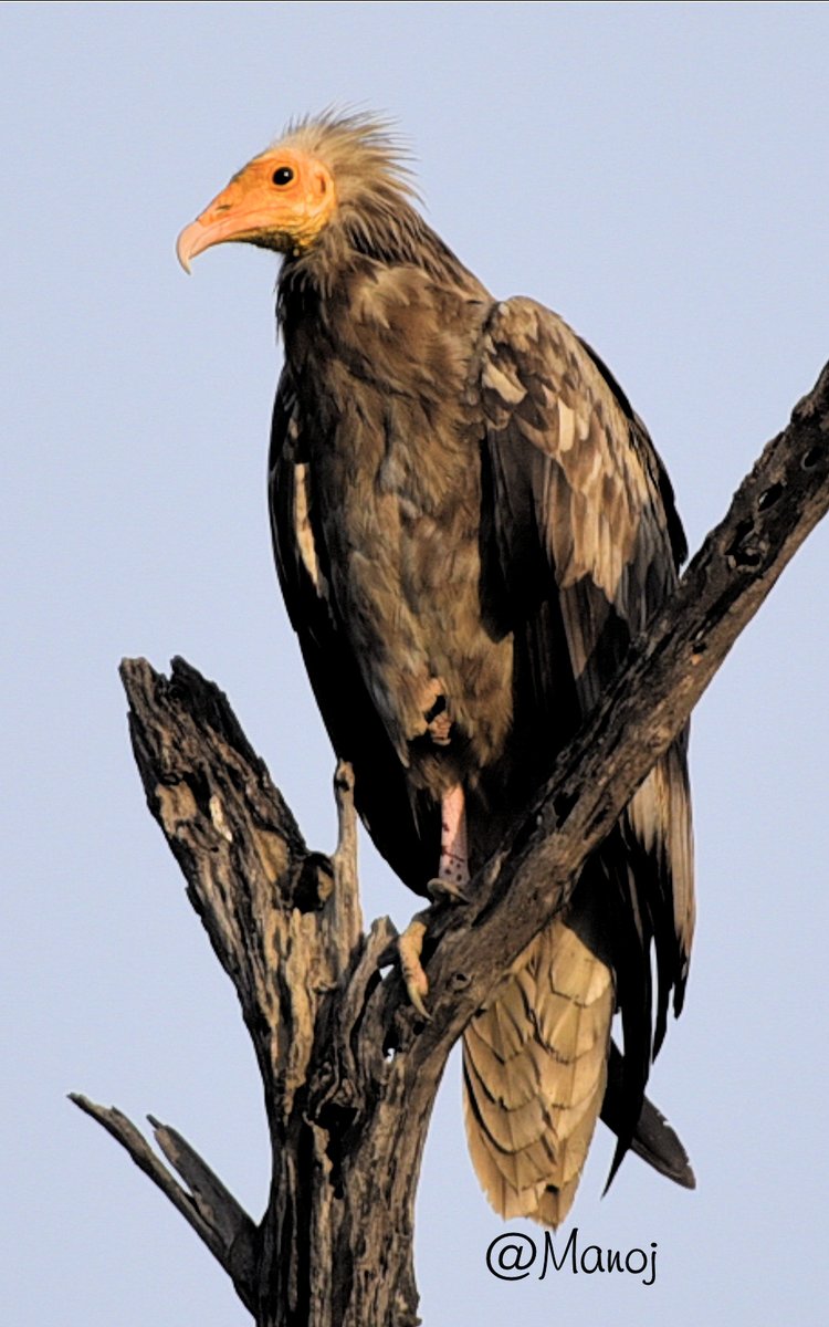 manojpandey66's tweet photo. What is common between Journal editors and vultures? #Science #sciencepublishing
Got two more rejections this morning 😂 https://t.co/qGYnShd9Qw